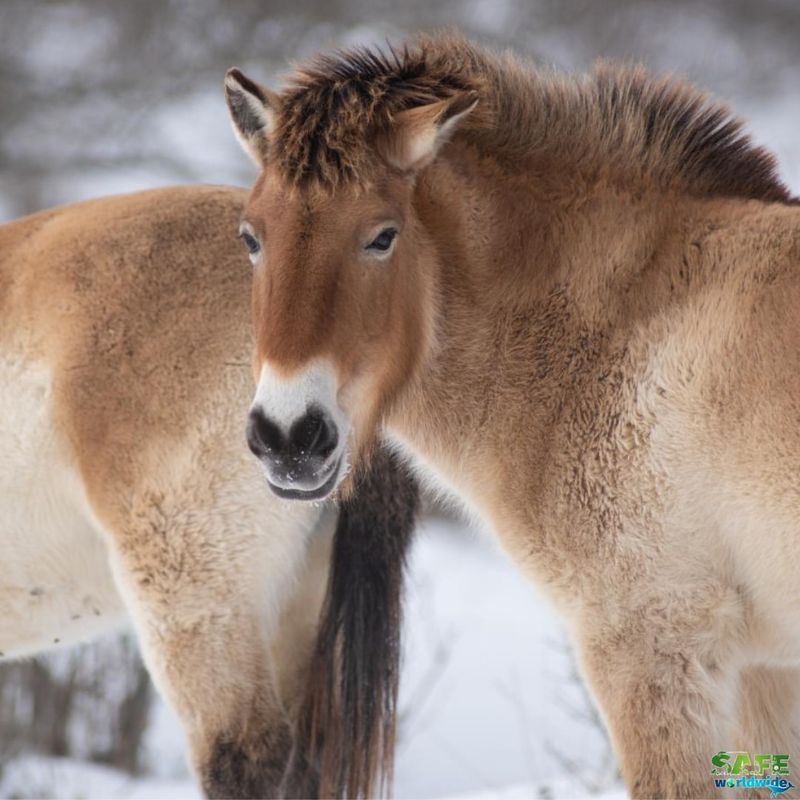 Przewalski's Horse