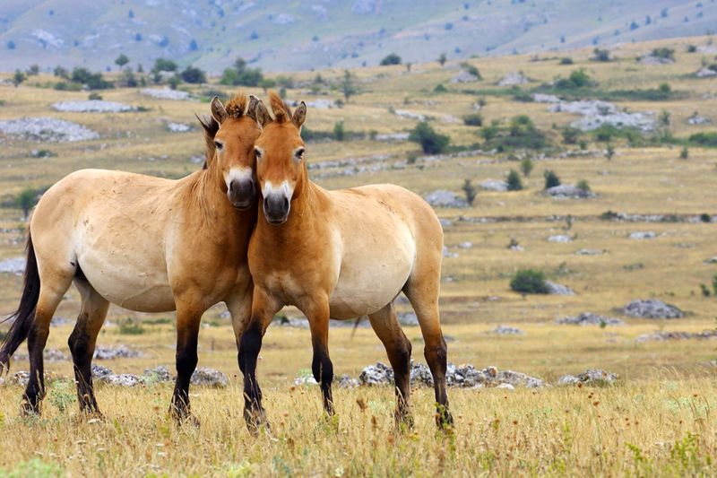 Przewalski's Horse