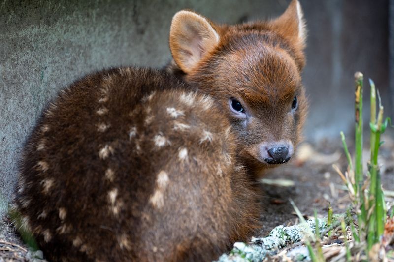 Pudu