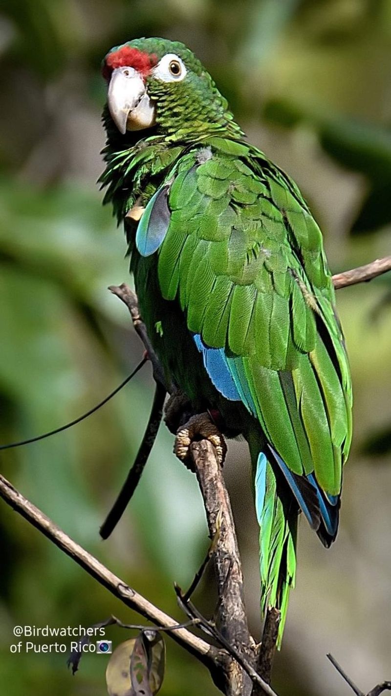 Puerto Rican Parrot