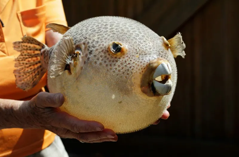 Pufferfish