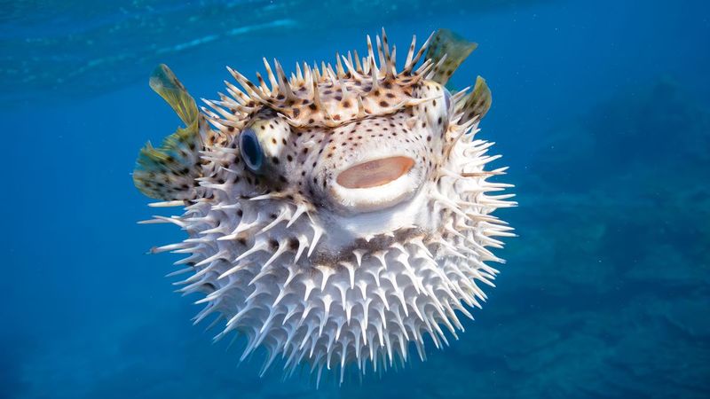 Pufferfish