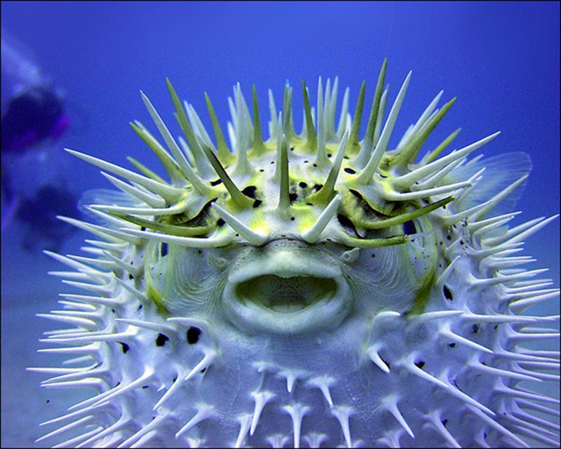 Pufferfish