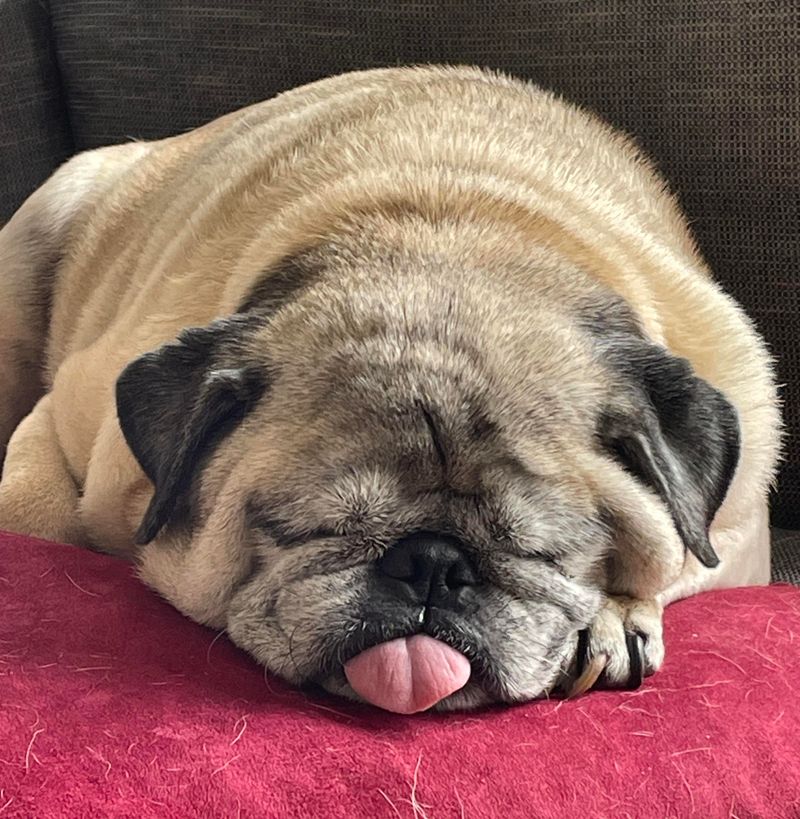 Pug