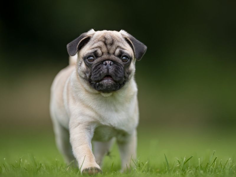 Pug