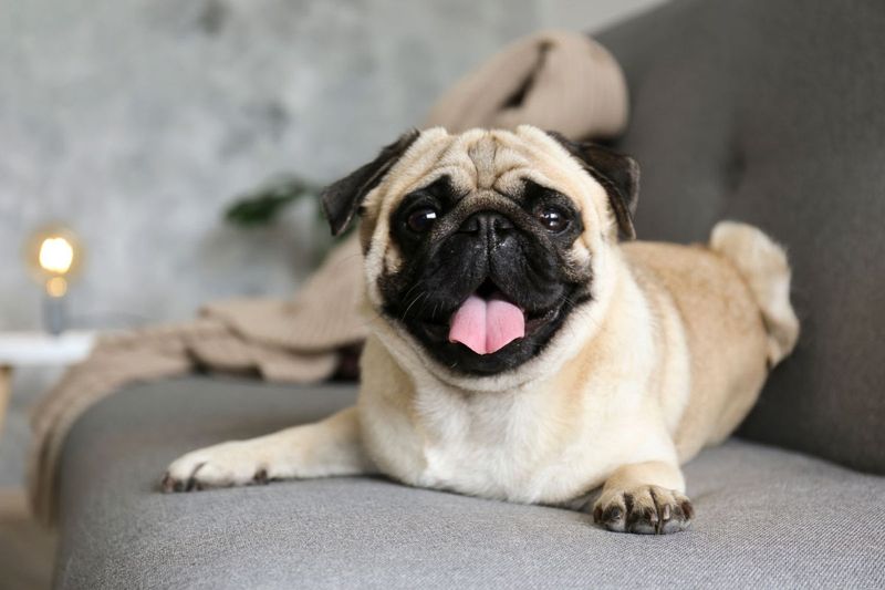 Pug