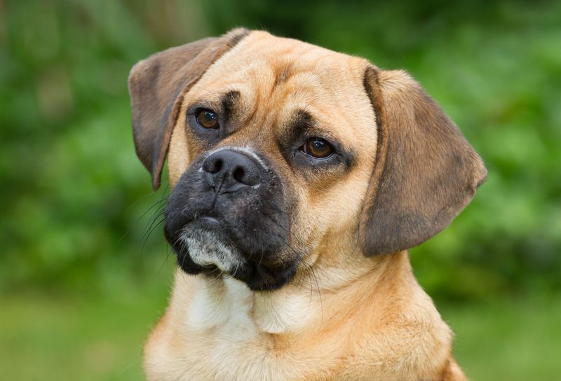 Puggle (Beagle + Pug)