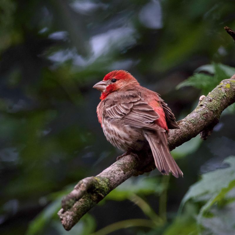 Purple Finch