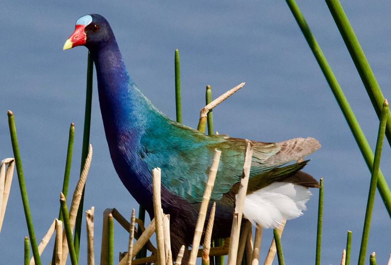 Purple Gallinule