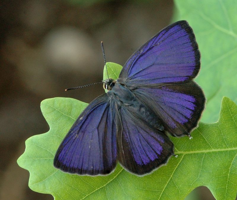 Purple Hairstreak