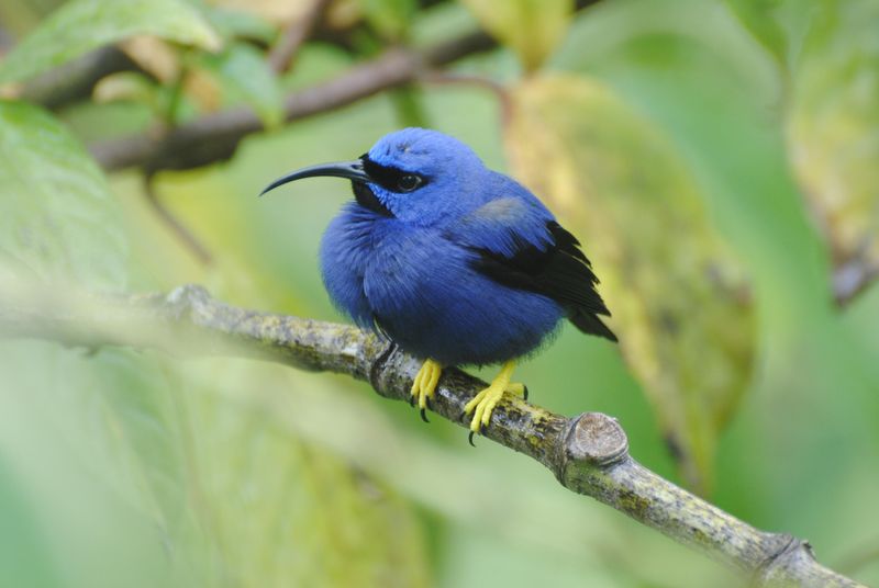 Purple Honeycreeper