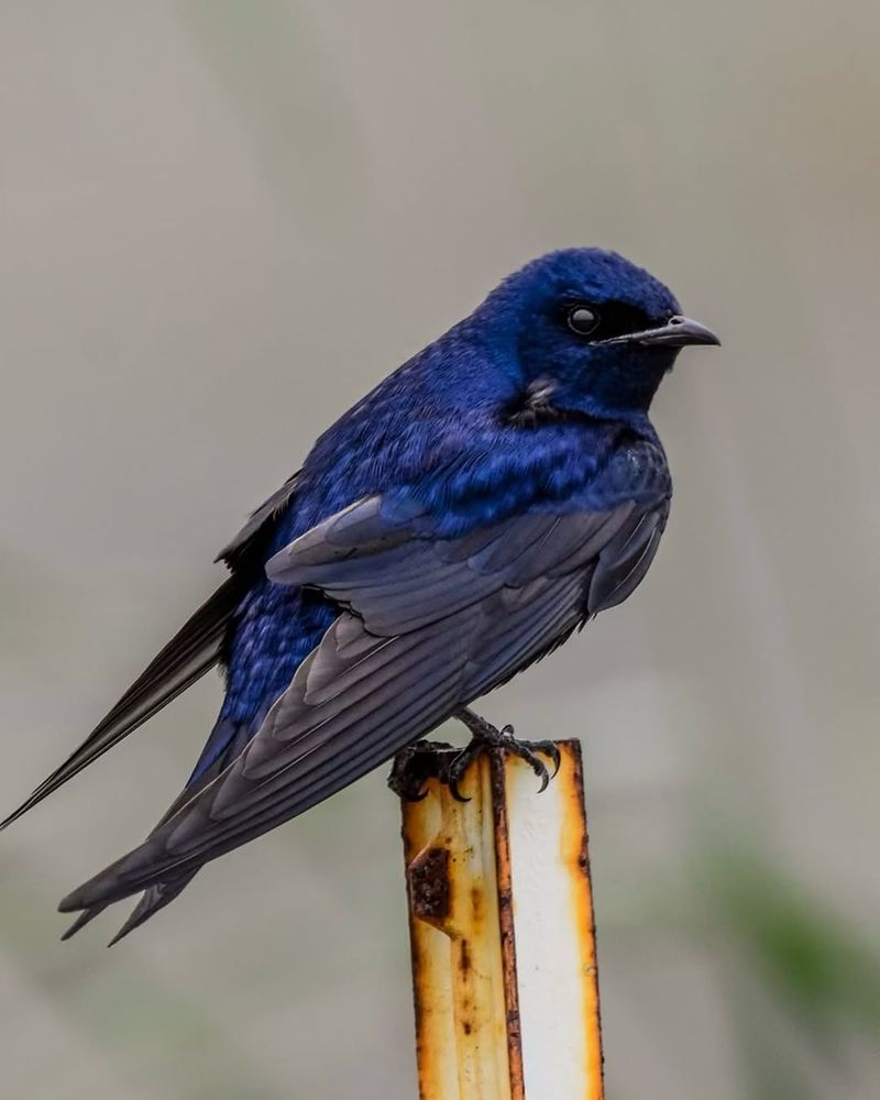 Purple Martin