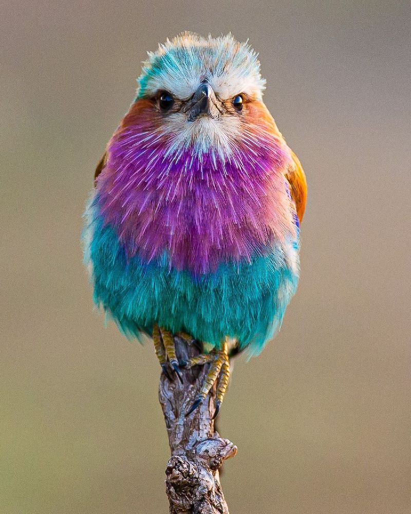 Purple Roller