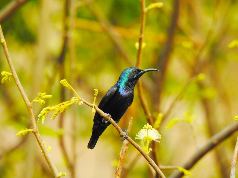 Purple Sunbird