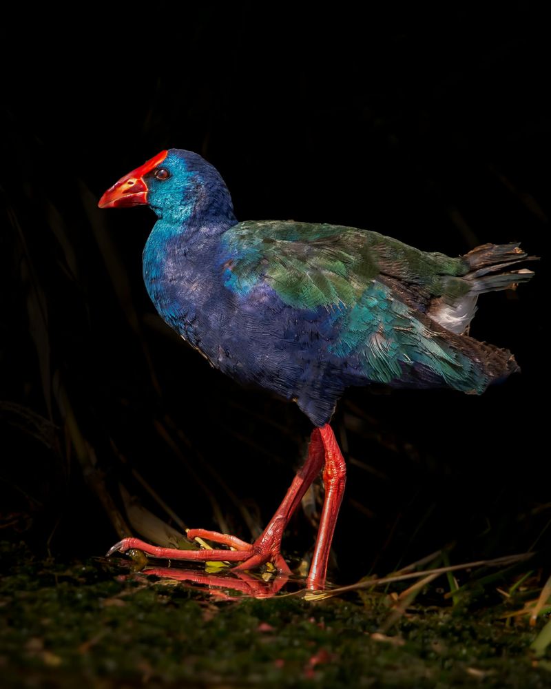 Purple Swamphen