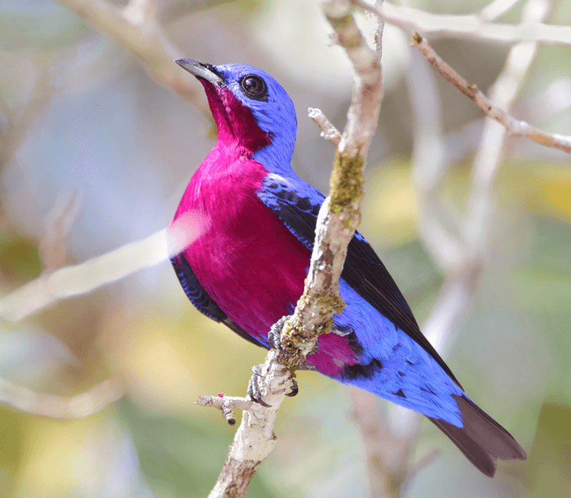 Purple-breasted Cotinga