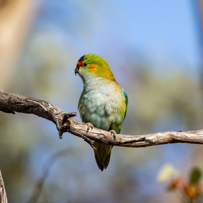 Purple-crowned Lorikeet