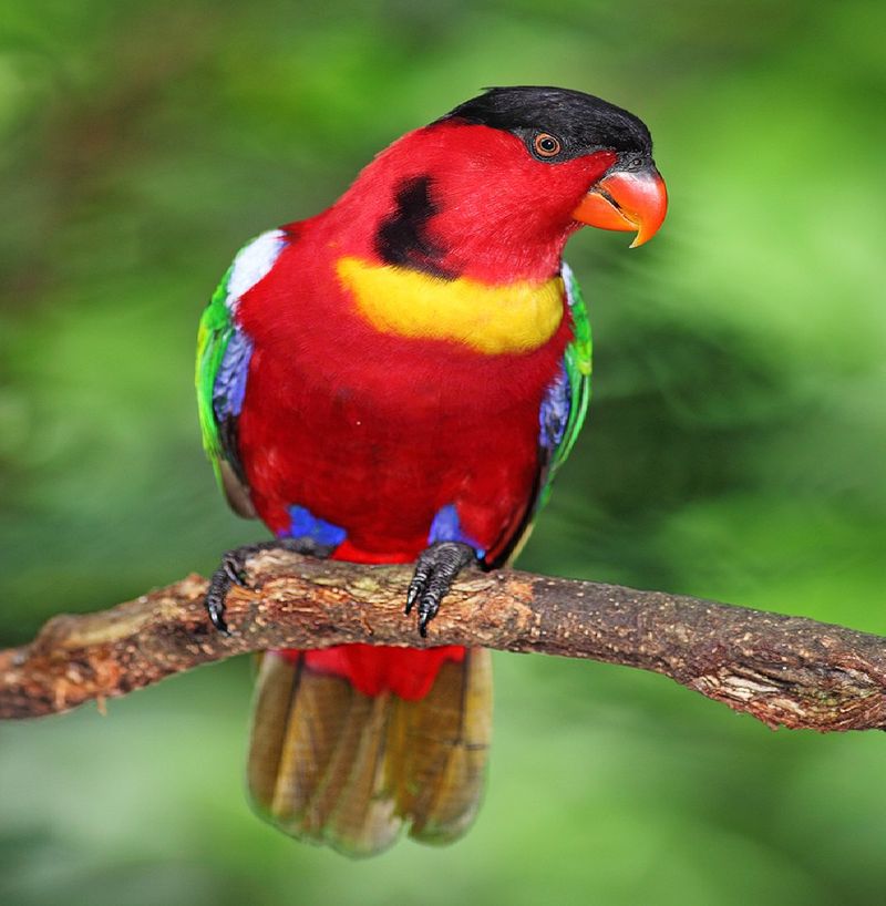 Purple-naped Lory