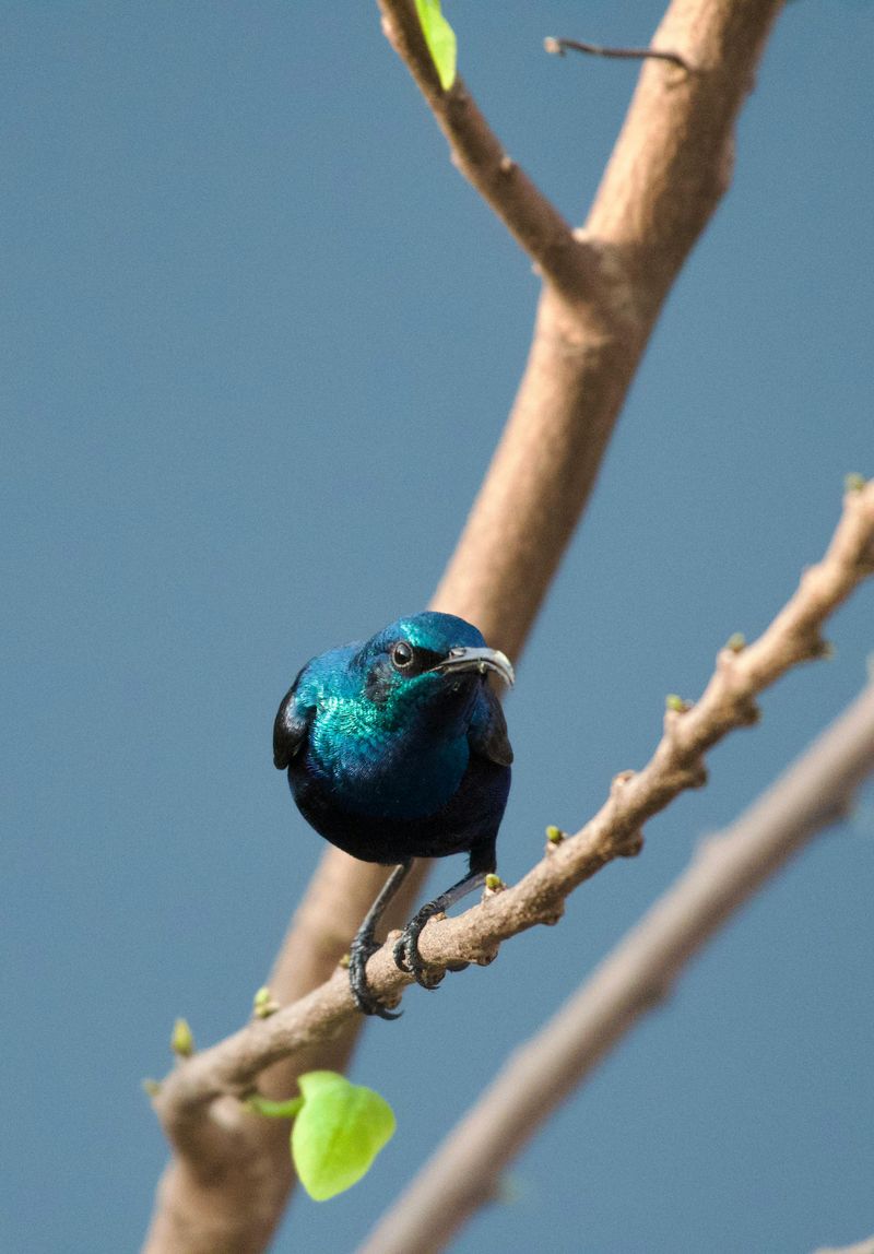 Purple-rumped Sunbird