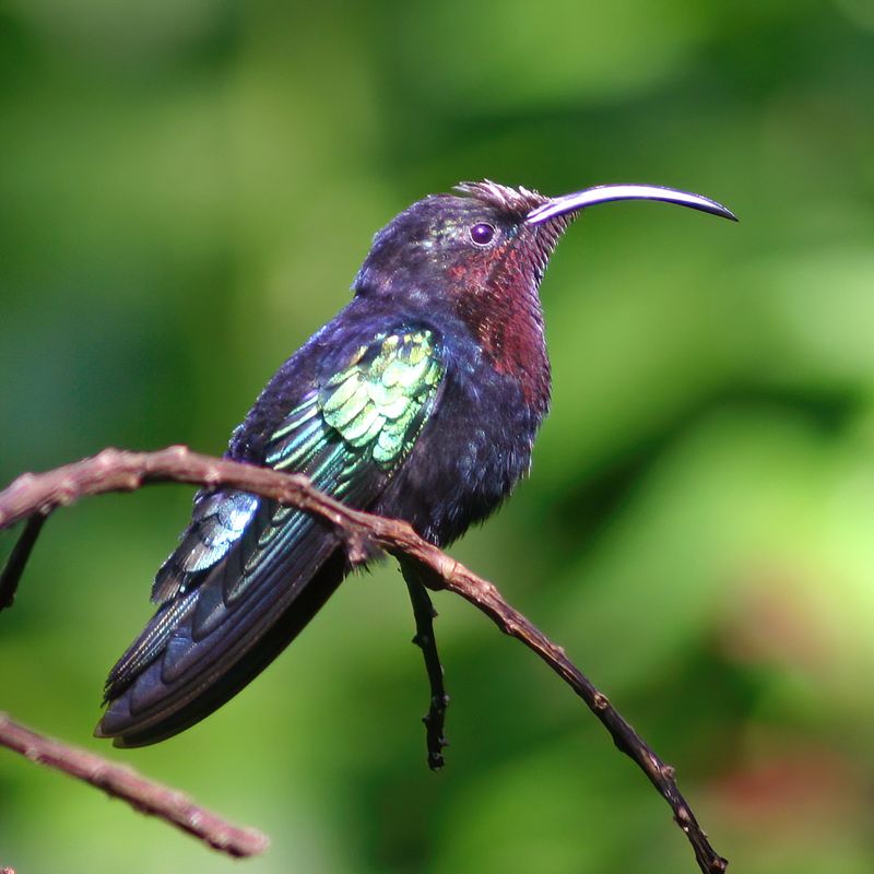 Purple-throated Carib