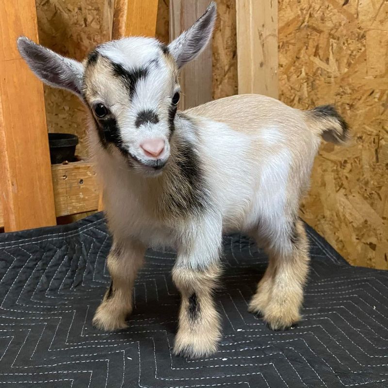 Pygmy Goat