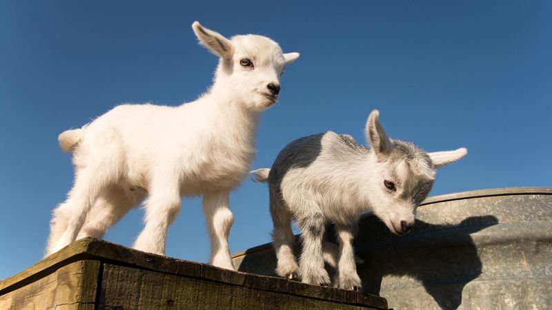 Pygmy Goat