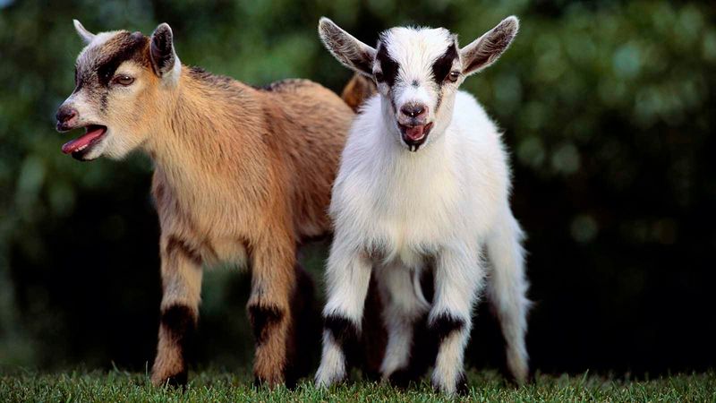 Pygmy Goat