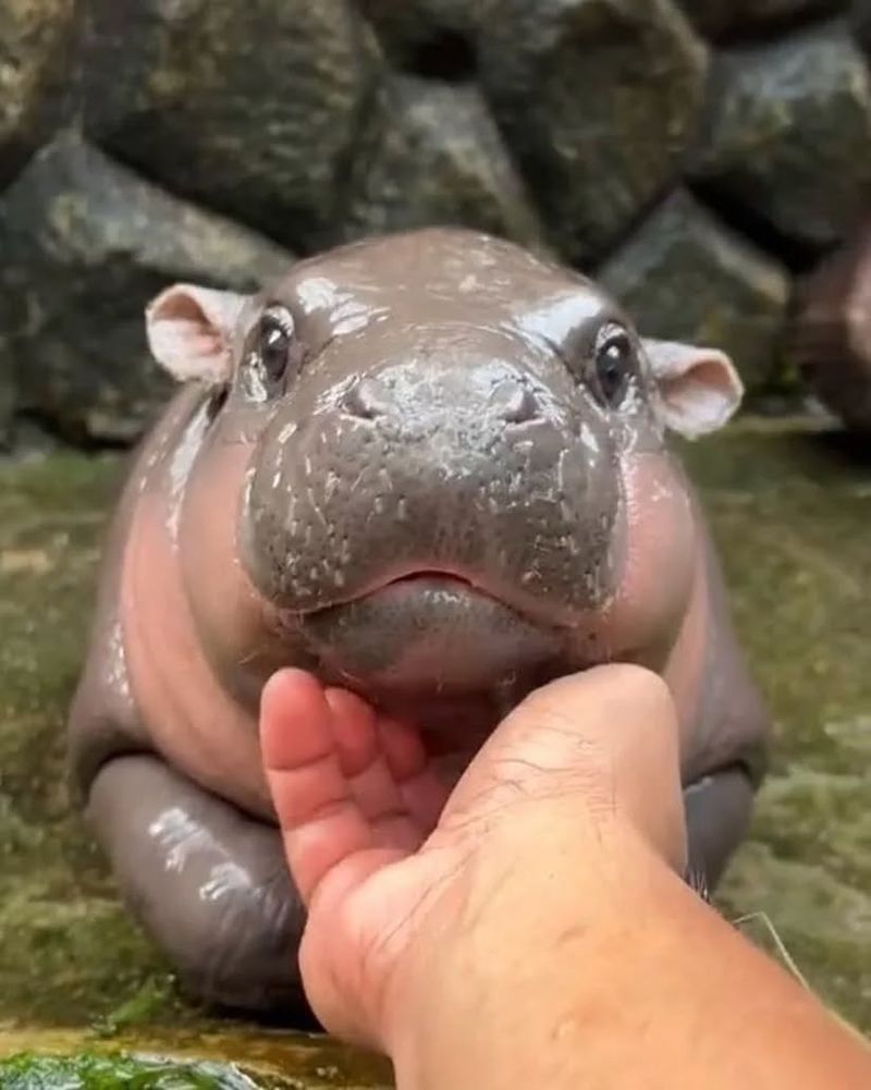 Pygmy Hippopotamus