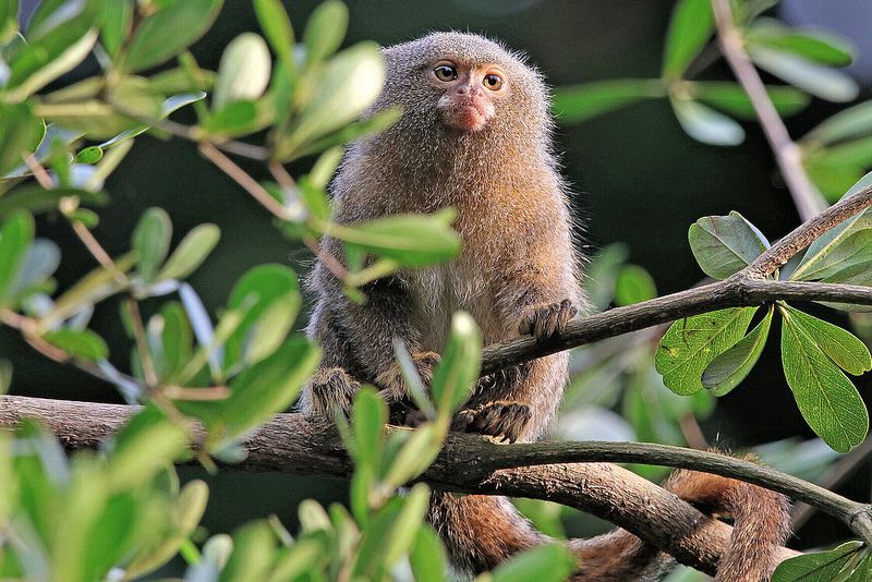 Pygmy Marmoset