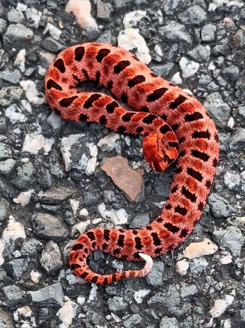 Pygmy Rattlesnake