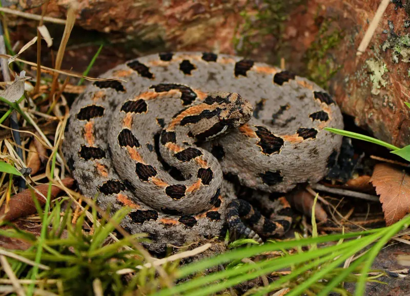 Pygmy Rattlesnake