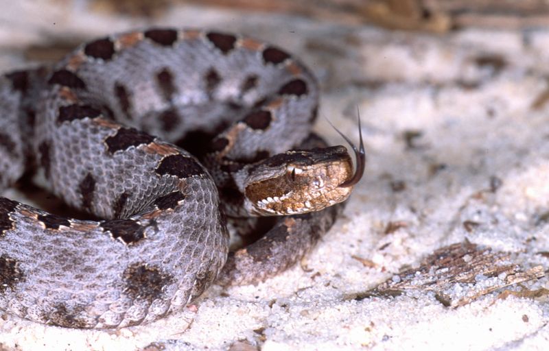 Pygmy Rattlesnake