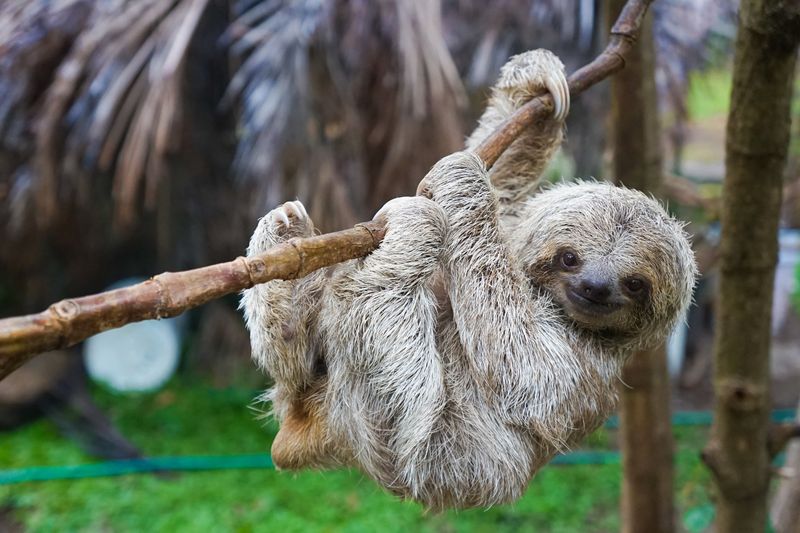 Pygmy Three-Toed Sloth