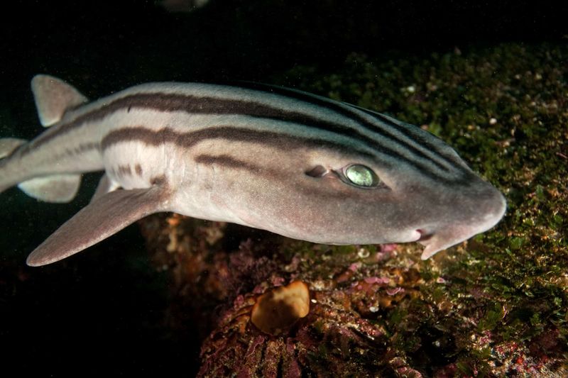 Pyjama Shark