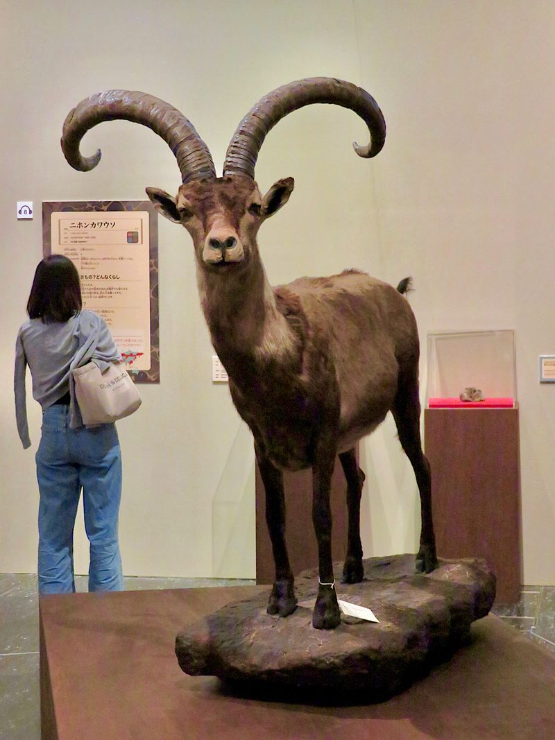 Pyrenean Ibex