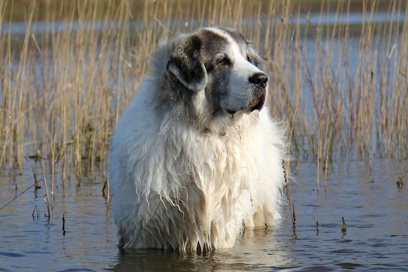 Pyrenean Mastiff