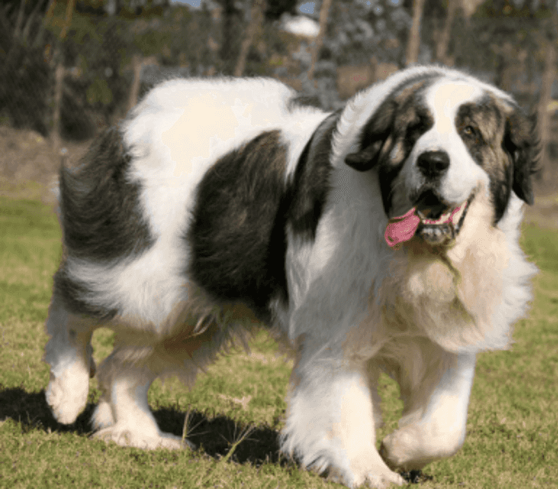 Pyrenean Mastiff