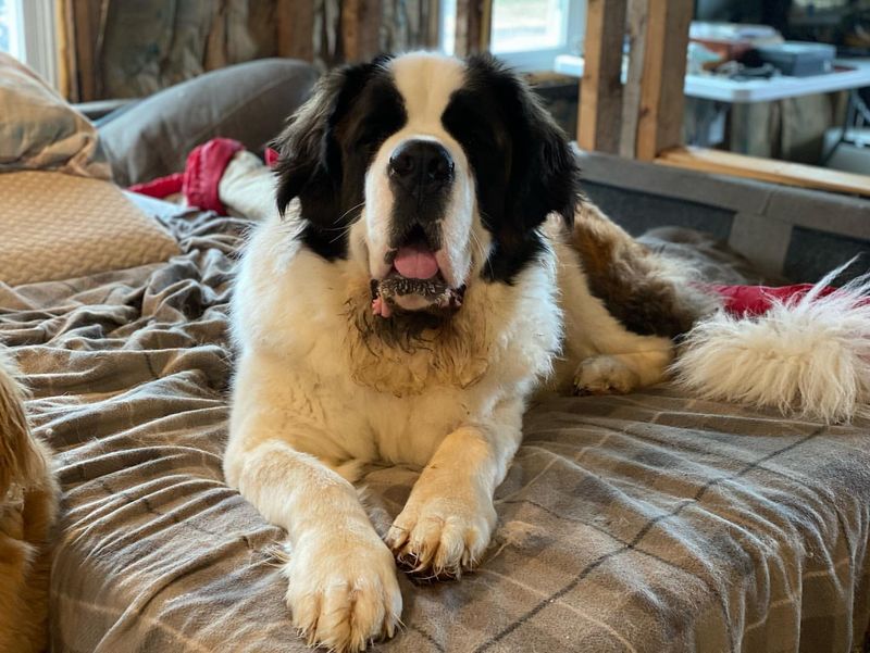 Pyrenean Mastiff