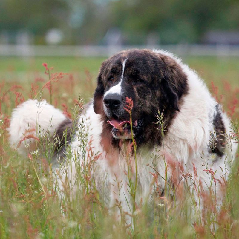 Pyrenean Mastiff