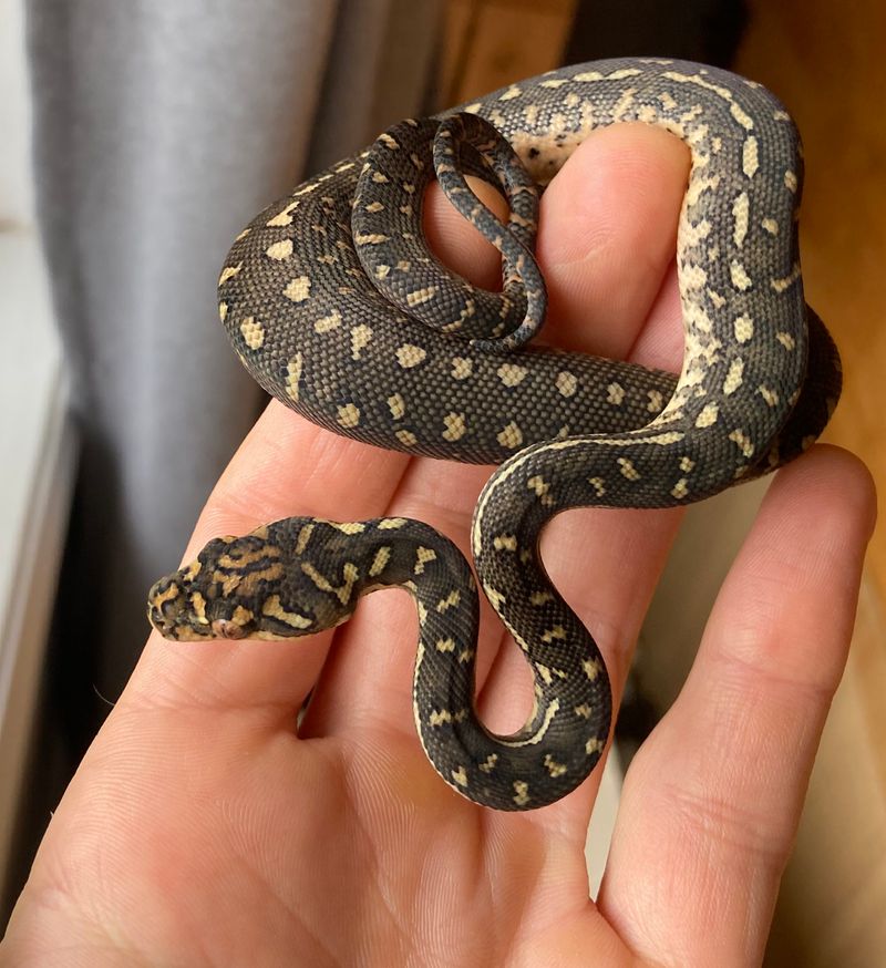 Python Hatchlings