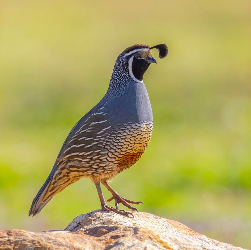 Quail