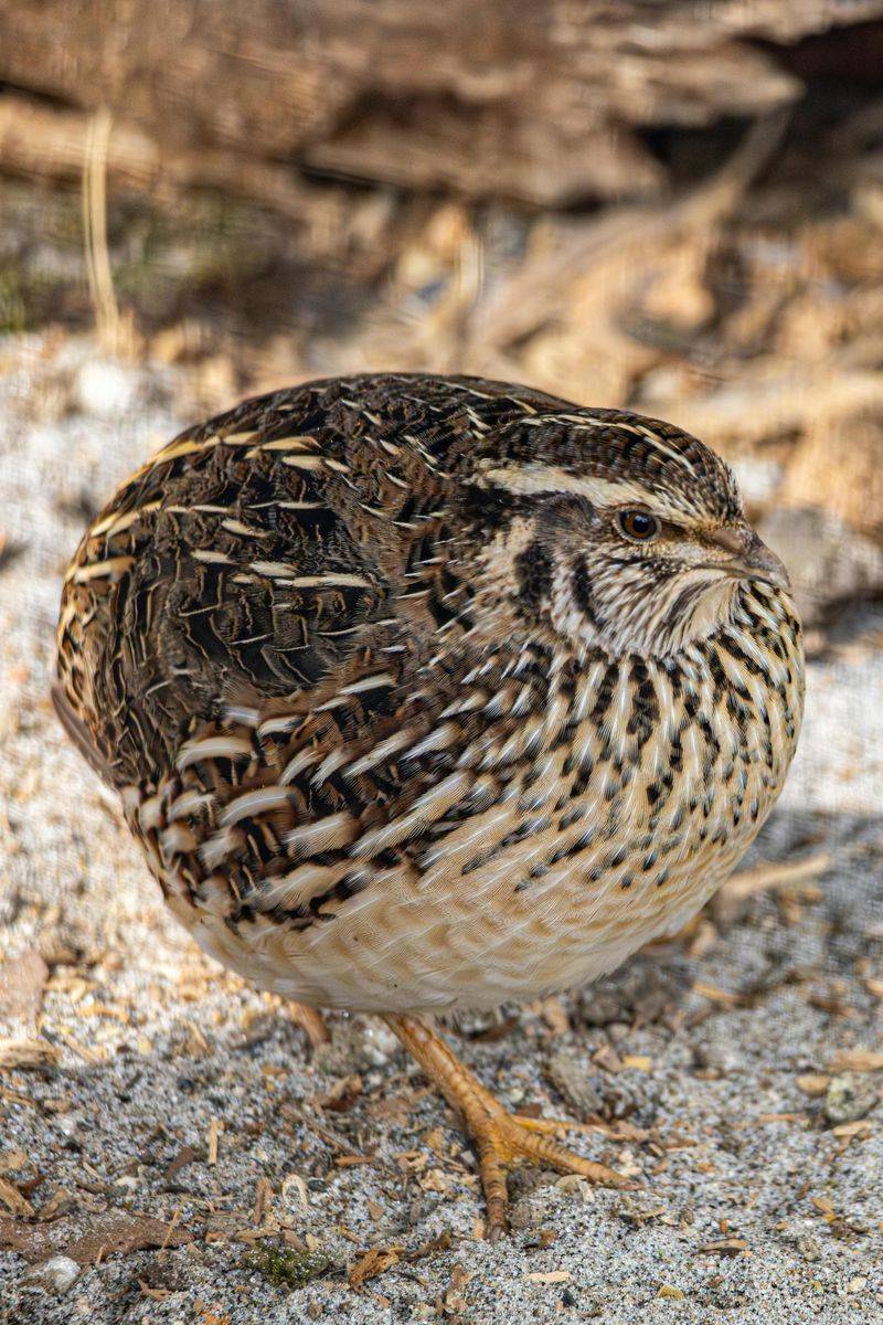 Quail