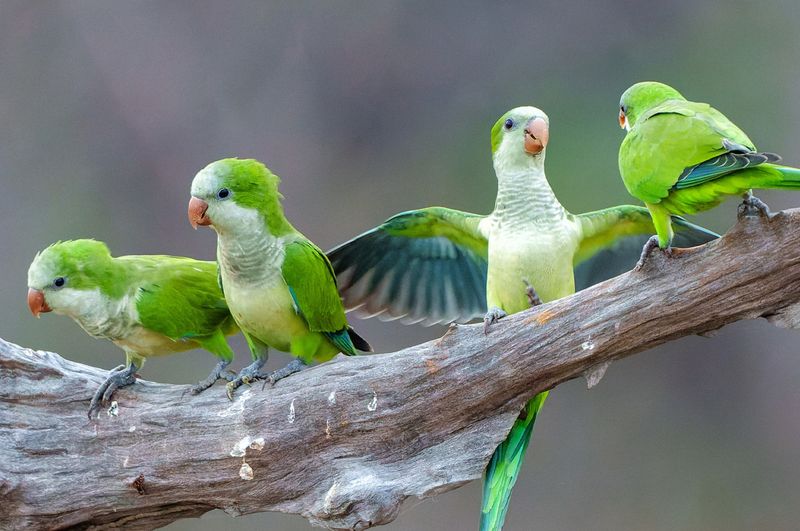 Quaker Parrot