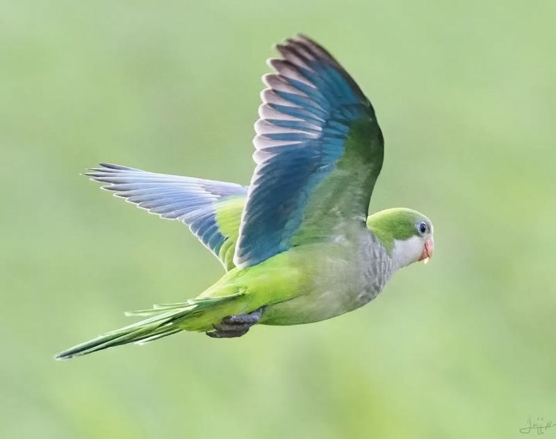 Quaker Parrot