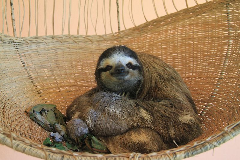 Queen Victoria’s Pet Sloth, Slowpoke