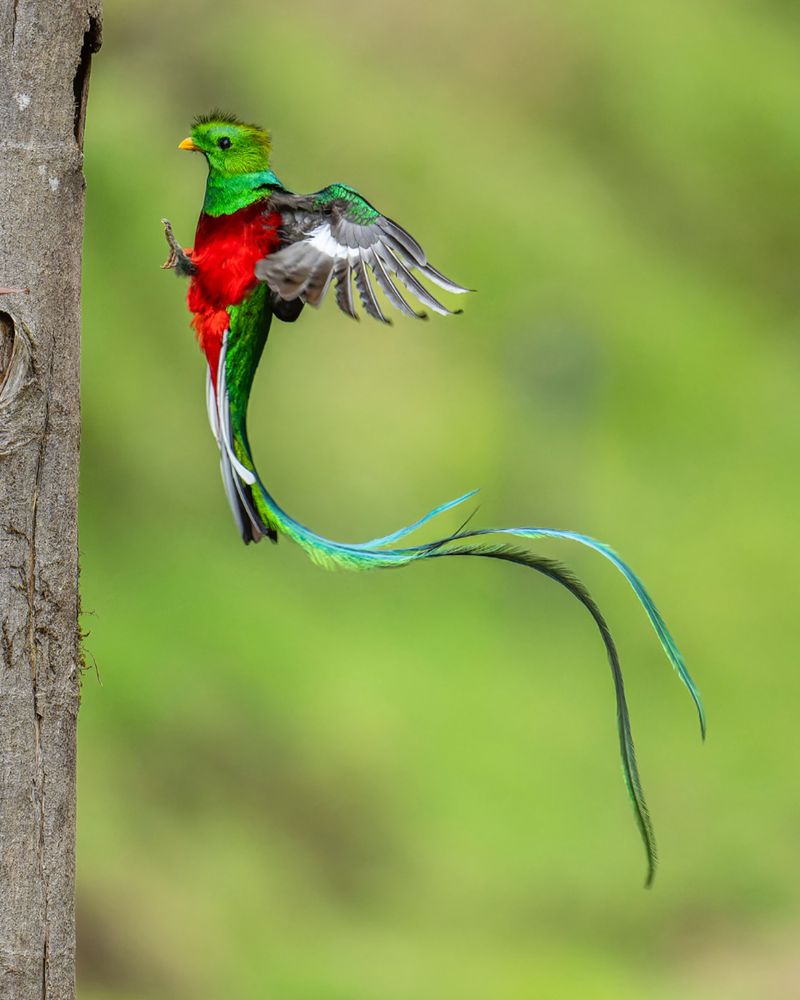 Quetzal