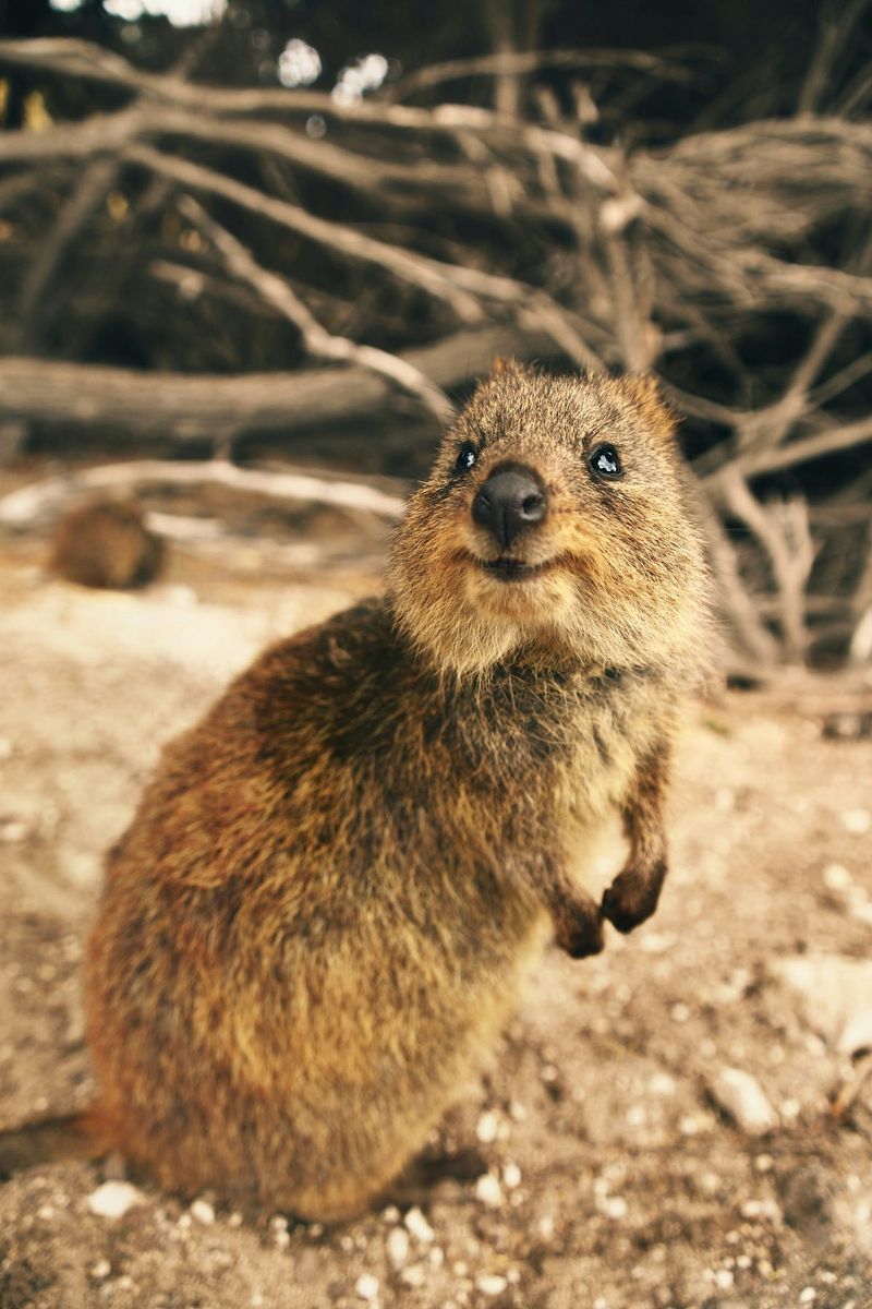 Quokka