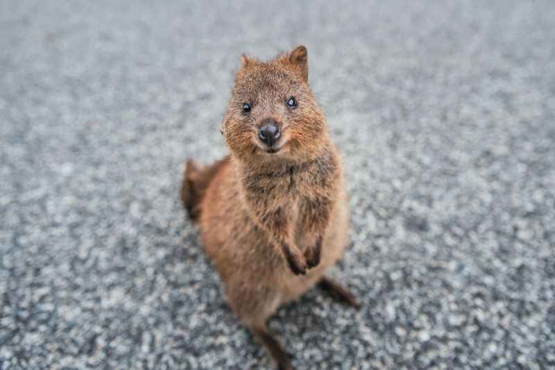 Quokka