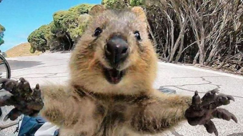 Quokka