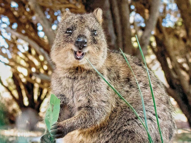 Quokka